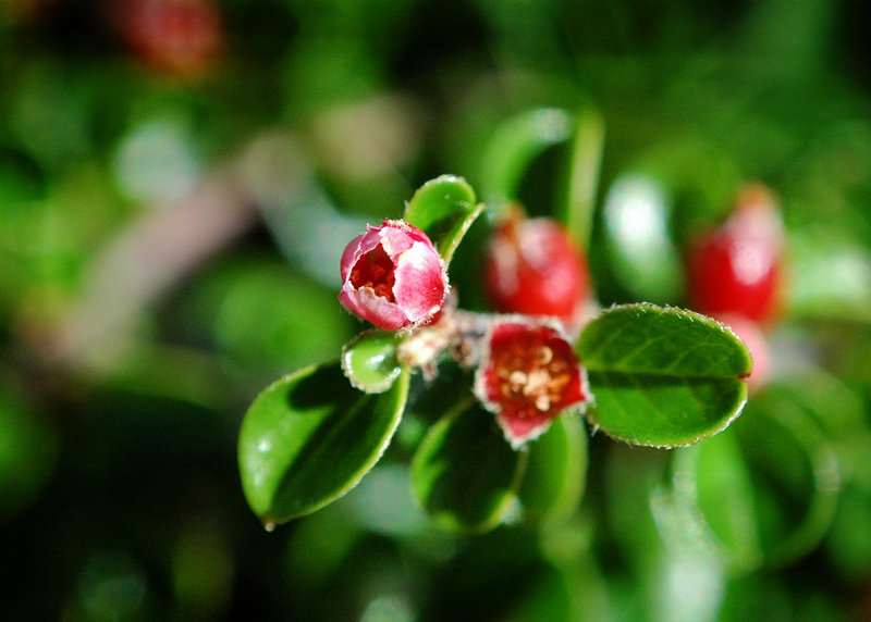 Micro Macro