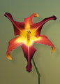 Day Lily