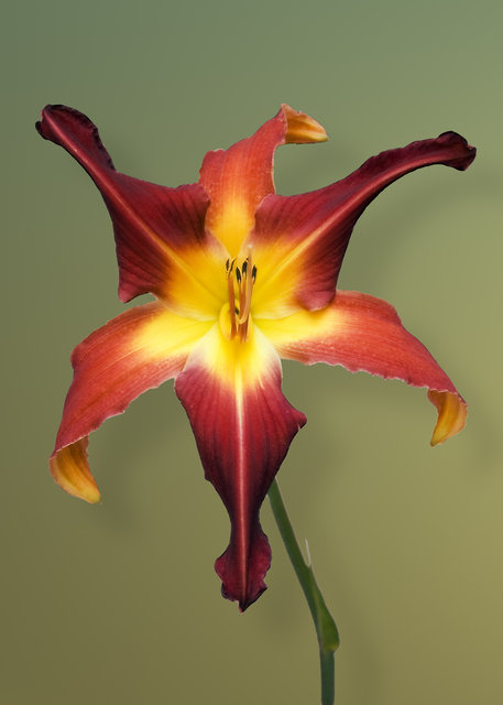 Day Lily