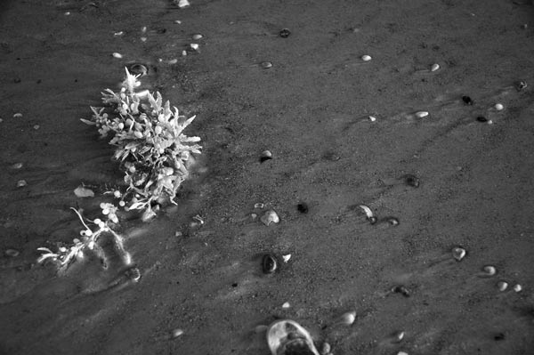 day-20-seaweed.jpg