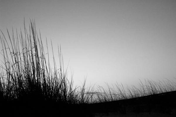 day-21-seagrass.jpg
