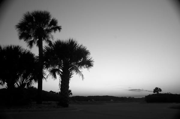 day-23-palm-sihouette.jpg