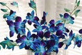 Blue_Flowers.jpg