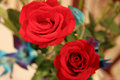 Roses.jpg