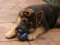 Roxy(1)
