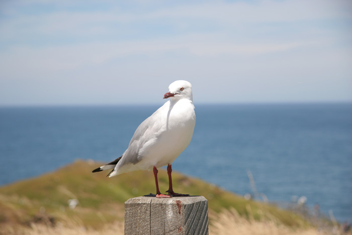 Seagull.jpg