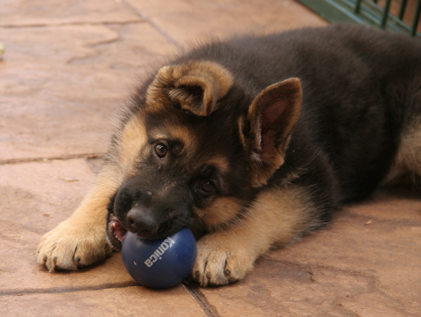 Roxy(1)