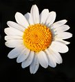 Daisy.jpg