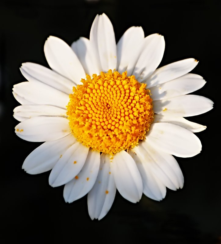 Daisy.jpg