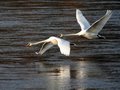 Swan Glide