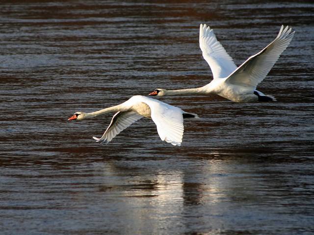 Swan Glide