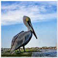 Pelican on the Halifax River