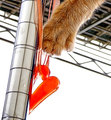 I <3 Paw