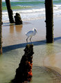 Egret on Rock