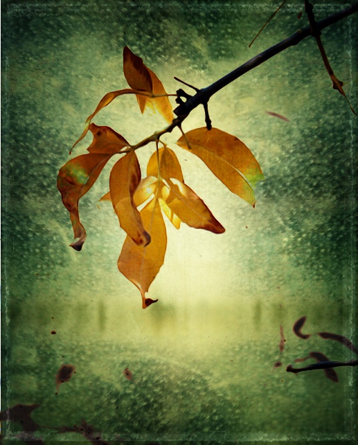 Leaf Layers