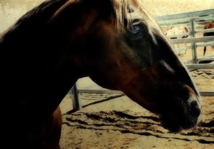 Dark Horse