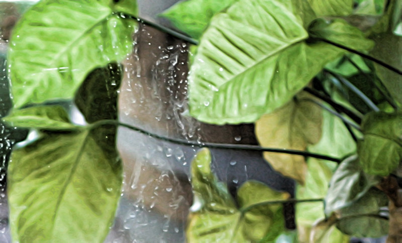 Leaves Overlay.jpg
