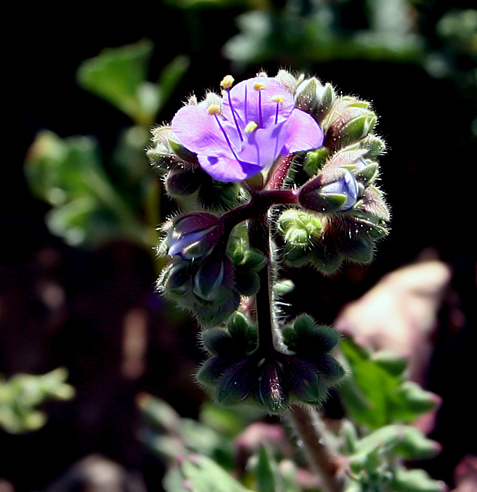 desert purple