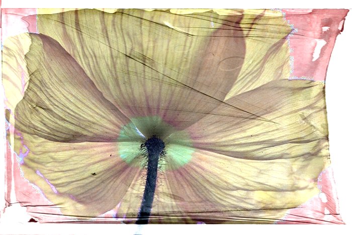 Pale Poppy