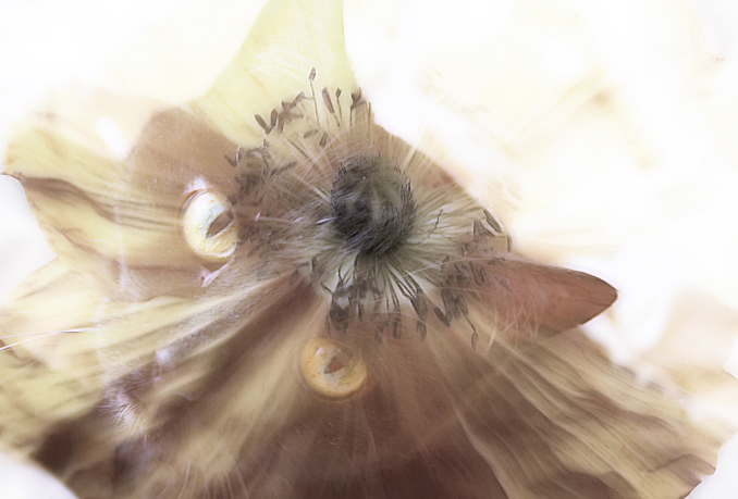Fairy Cat