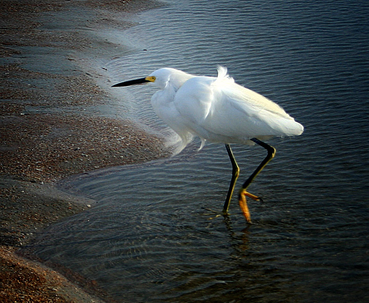 Egret.jpg