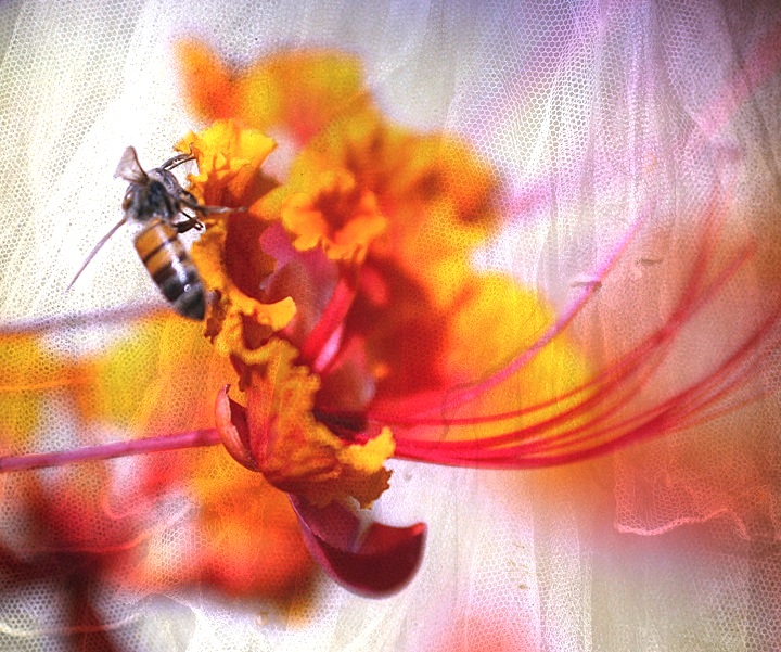Bee Bride