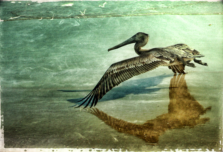 Old Pelican