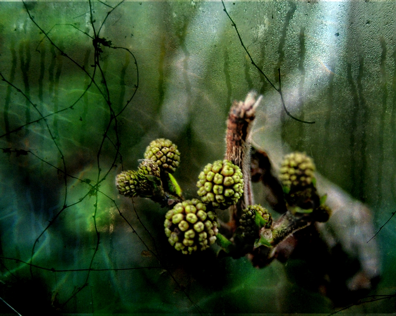 Buds
