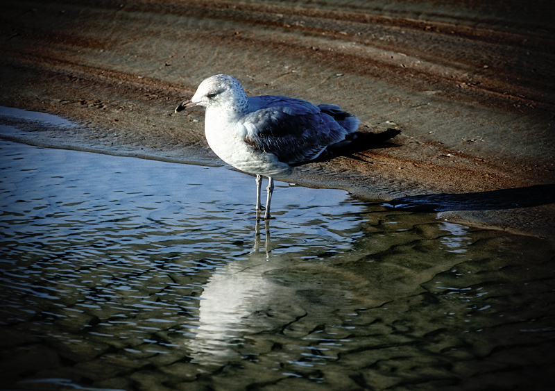 Gull