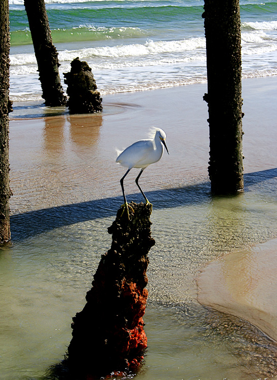 Egret on Rock