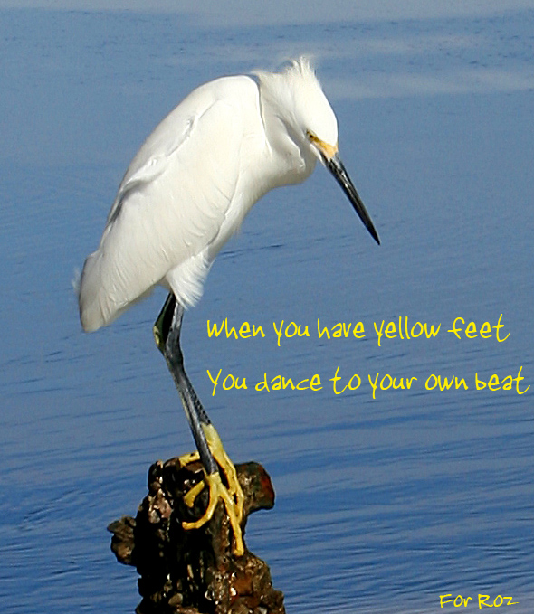 yellow feet