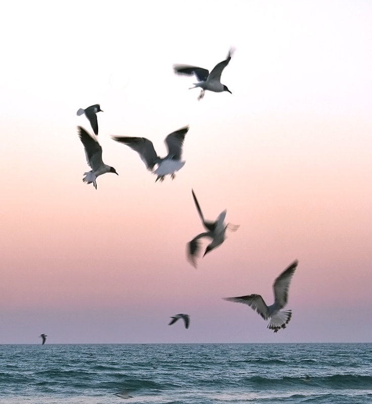 Sunset birds