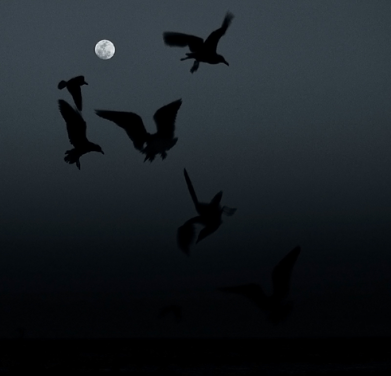 The Birds