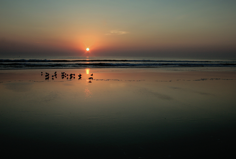 Sunrise with birds