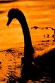 Swan Lake