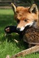 Mr Fox meets Mr Pheasant