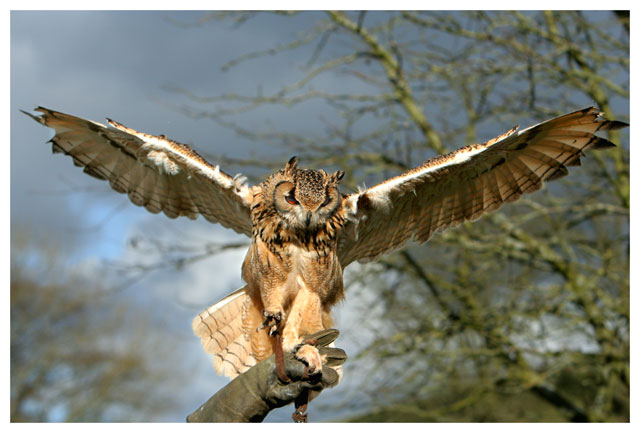 Eagle Owl 1