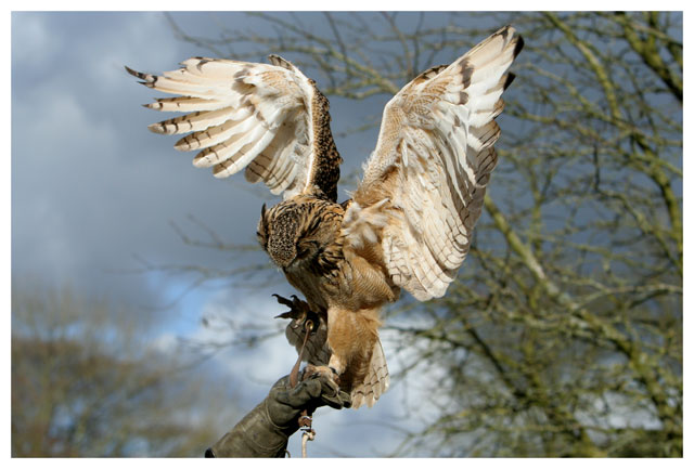 Eagle Owl 4