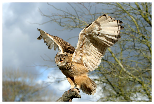 Eagle Owl 3