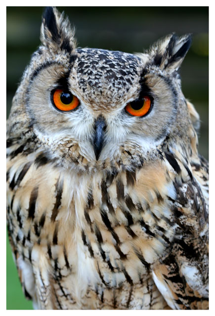 Eagle Owl.jpg