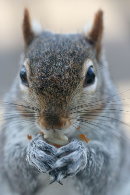 Nuts-2-you-!-!-!.jpg