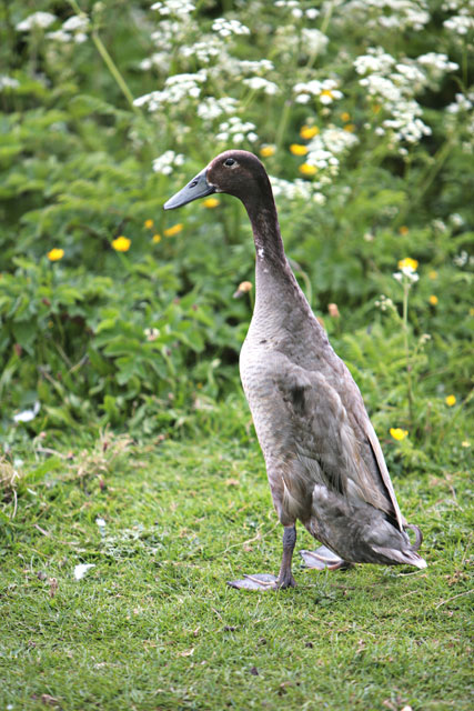 Ugly-Duckling.jpg