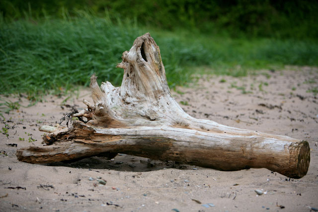 Drift-Wood-1