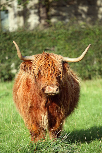 Highland-1.