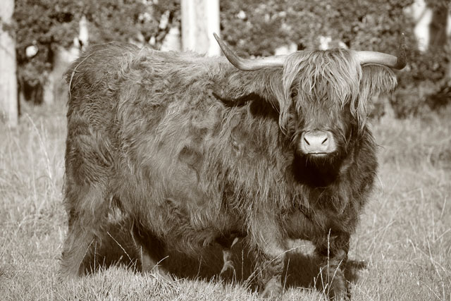 Highland-2