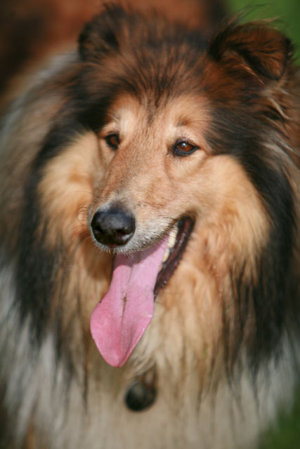 Lassie.jpg