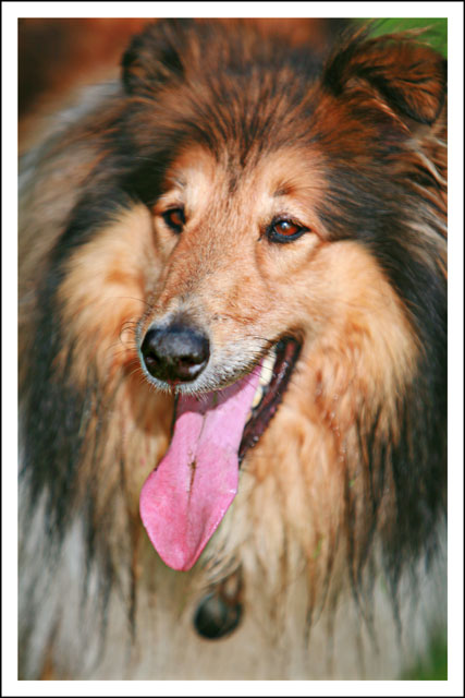 Lassie.jpg