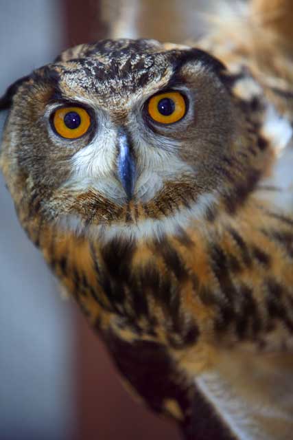 Farm-1-012-Owl.jpg