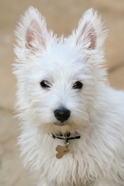 Alfy Puppy.jpg
