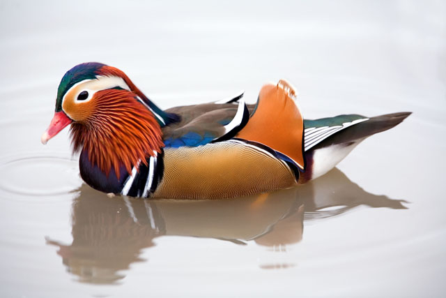 Bird 1.jpg